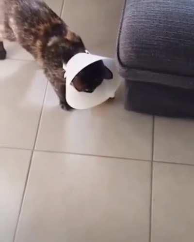 MY FELINE UNIT IS EXPERIENCING INPUT LAG