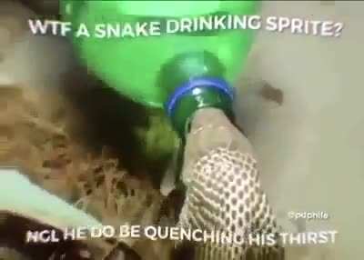 snake moment