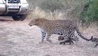 Cute baby leopards