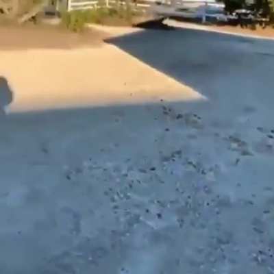 bonk