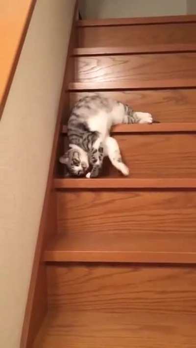 Very Funny cat