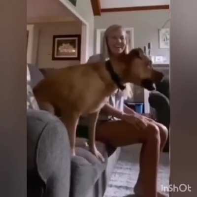 I need a dog like this!!