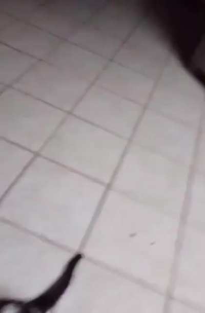 Bad kitty!