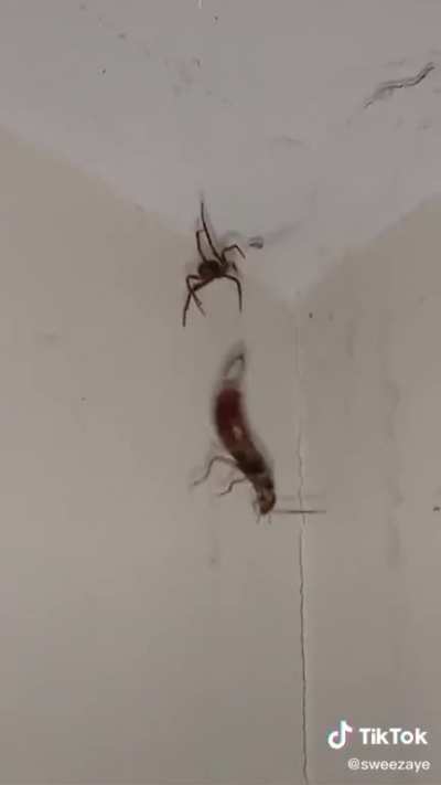 The bugs fighting while i watch