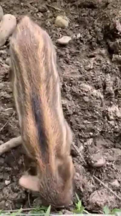 WAA!