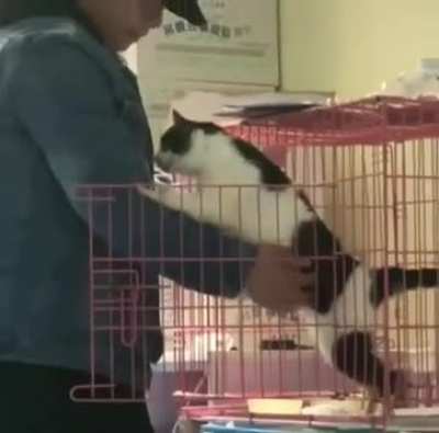 Sweet kitty doesn’t want food, just cuddles