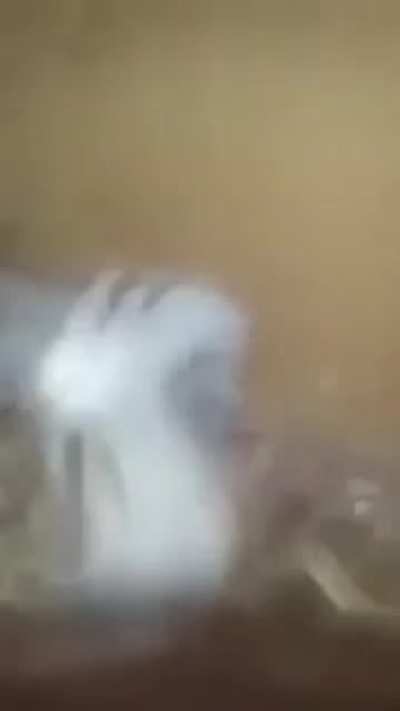 Epic pigeon moment