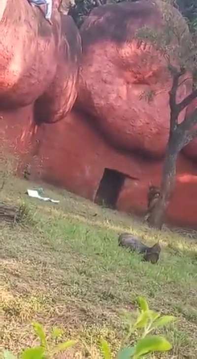 A person who was walking vulnerably on the boulders of the African Lion moat area-where the lions are released in the exhibited enclosure at Zoo, was rescued & handed over to Bahadurpura Police station (India)