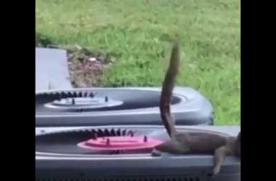 Squirrels equivalent of GET SHIT ON 😡💩