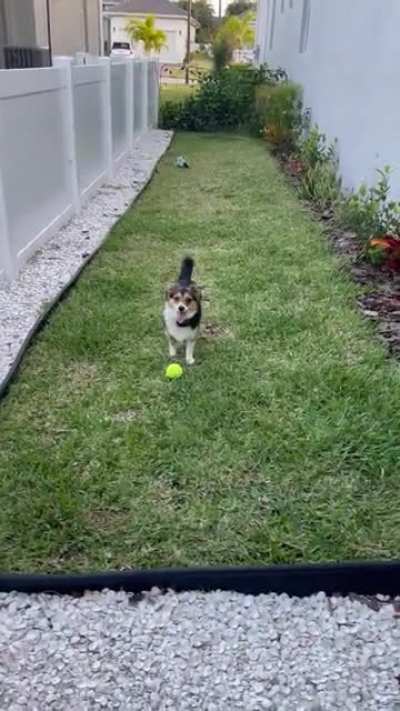 I throw you the ball