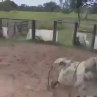human 0 the bull 1