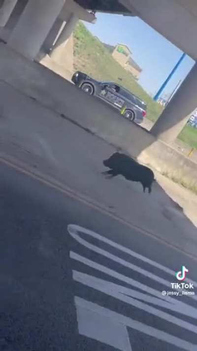 Hog chase