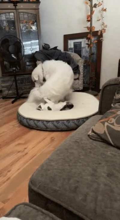 Naptime!