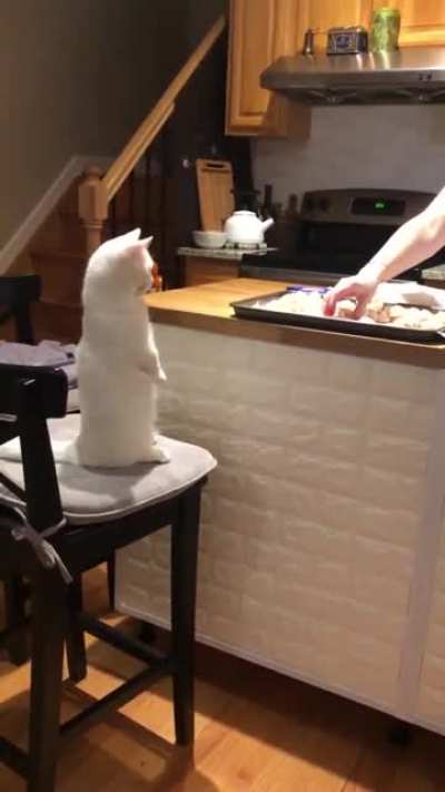 Шеф-п<wbr>овар