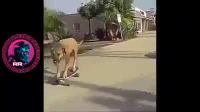 Cachorro andando de skate😎😎😎