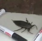 Thanks, I hate it.