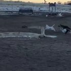Someone brought an RC to the dog park... Zoomies ensued!