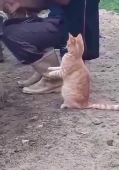 This cat asking and drinking milk directly from the source