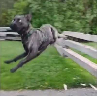 He didn’t look elegant doing it but he still made it!