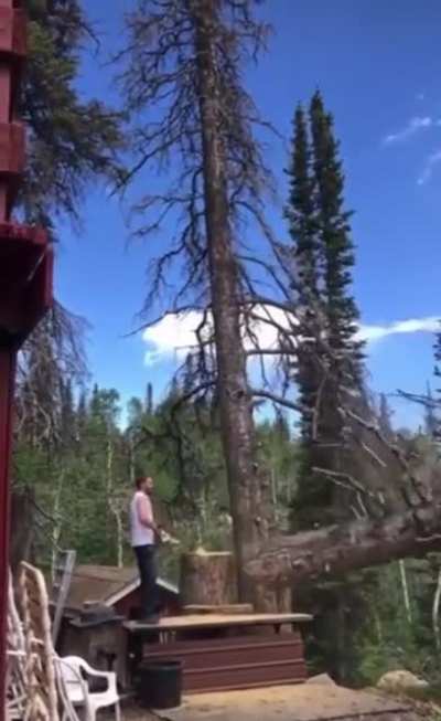 Tip: When cutting tree, run in opposite direction