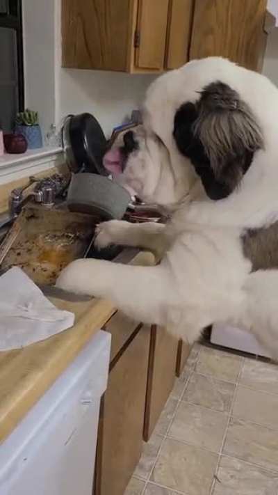 Just trying to help with the dishes... all good here