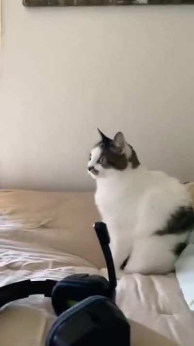 Cat of Duty