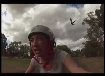 When territorial birds dive bomb you...