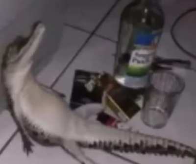 Spam F for the crocodile