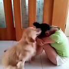 Therapy dog training