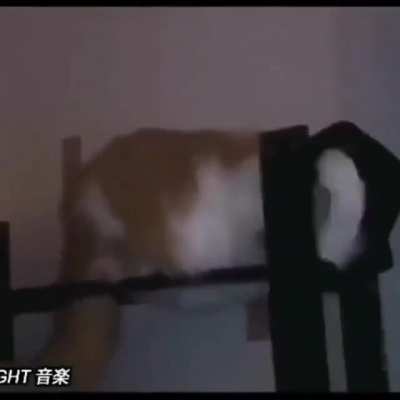 Cat Jackson