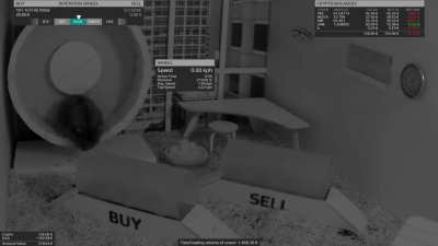 Hamster Crypto Trading Bot