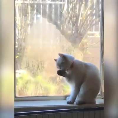 Кот..<wbr>...Ко<wbr>т....<wbr>Приве<wbr>т, Кооот!