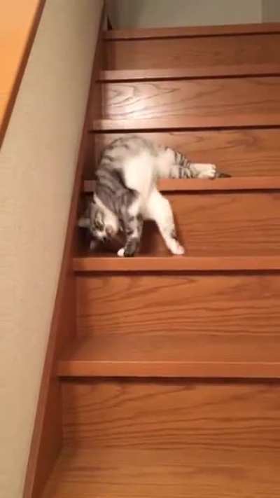 Cats are liquid.