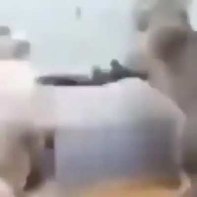 Gato pelea