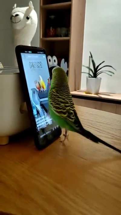 Parakeet enjoying the Screen Time.