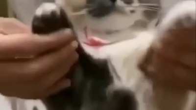 Cat dancing