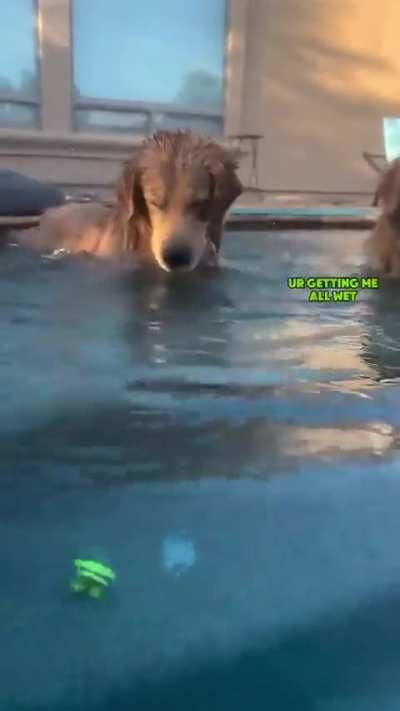 Funny dog video