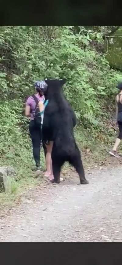 Bear encounter in Mexico
