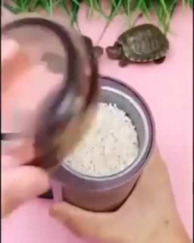 tortle