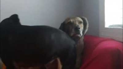 Older brother has the patience of a saint for his younger sibling.