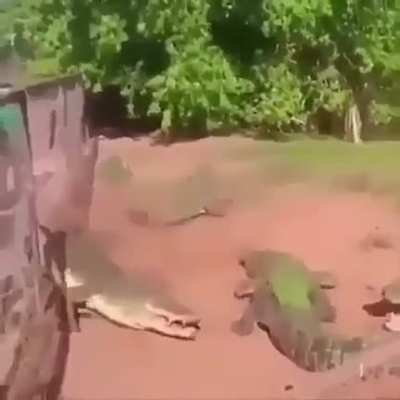 normal day in Australian Toronga zoo