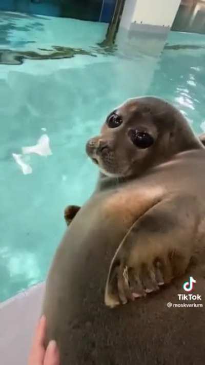 Baikal seals of Moskvarium: Part 2