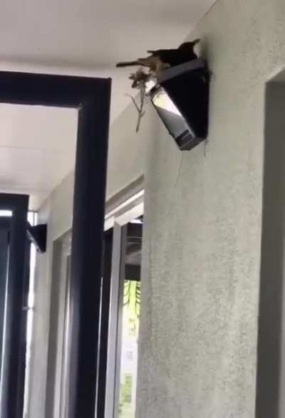 Helping a friend build a nest