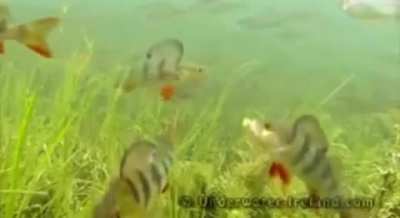 fish go whoooooook