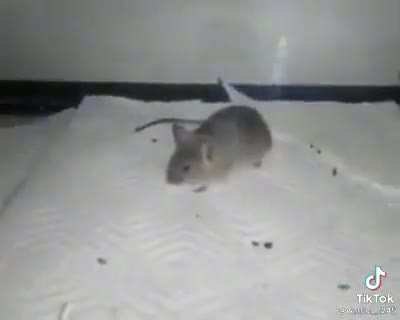 es el uriel 🐀💎 que ya llego aqui