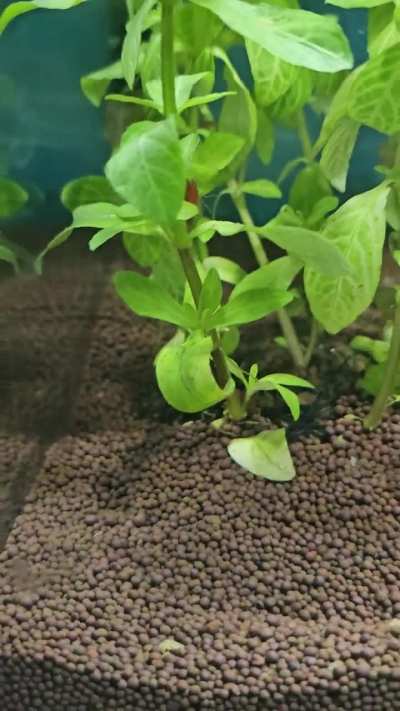 Help, is it dying?