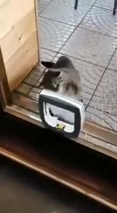 I’d hate to be his next target, i wouldn’t stand a chance against those paws