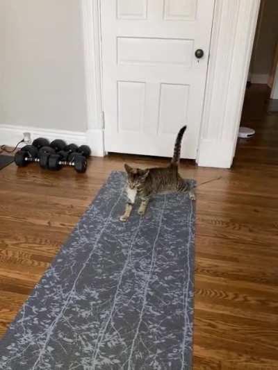 Catmeme