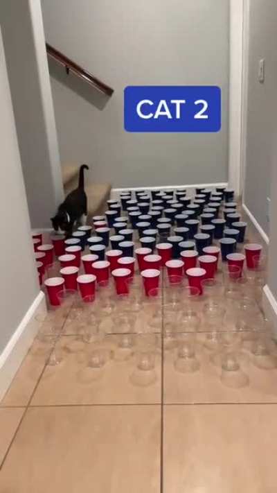 We love all the cats