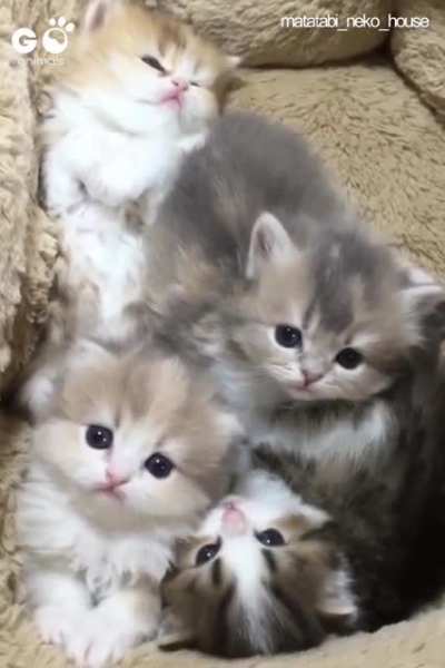Why so cute baby